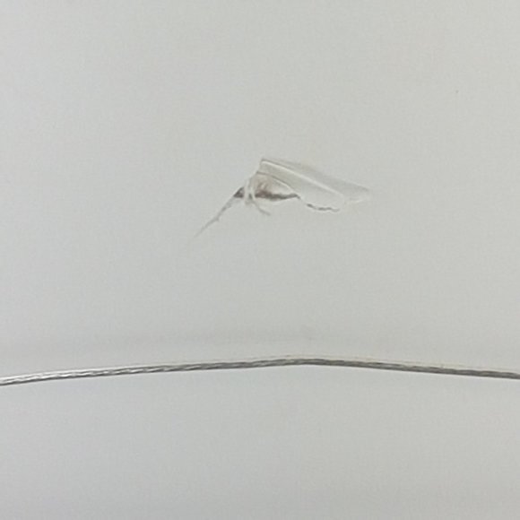 Framed Art Prints Alberta Wild Rose IV and Alberta Wild Rose VI by Elsie Baer - Picture 6 of 16